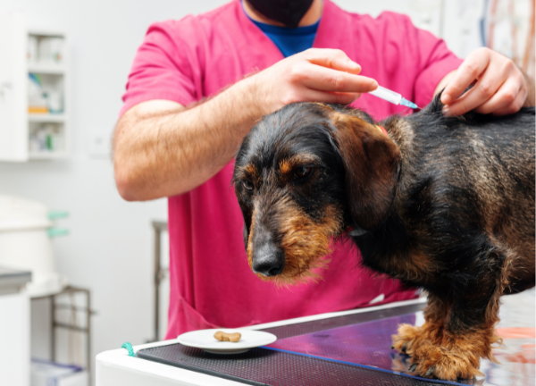 servicio medicina preventiva clínica veterinaria en Alhaurín el Grande