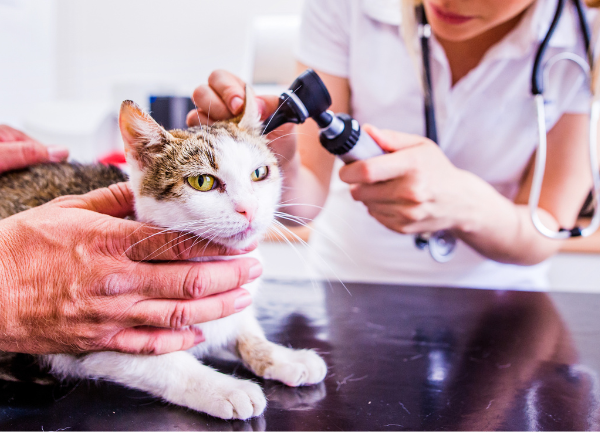 servicio medicina interna clínica veterinaria en Alhaurín el Grande