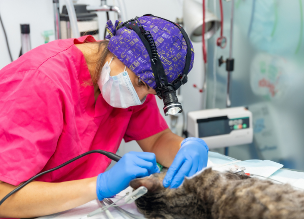 servicio cirugía de tejidos blandos clínica veterinaria en Alhaurín el Grande