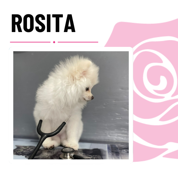 clínica veterinaria Pets N´Roses paciente Rosita