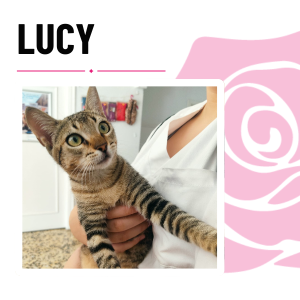 clínica veterinaria Pets N´Roses paciente Lucy