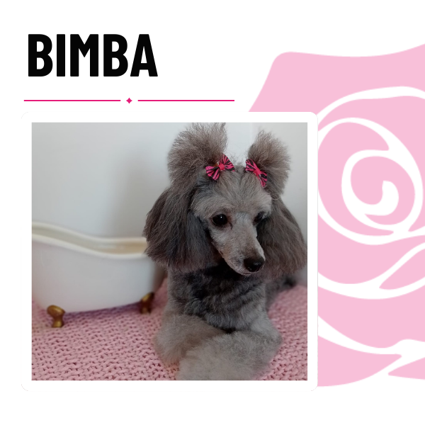 clínica veterinaria Pets N´Roses paciente Bimba