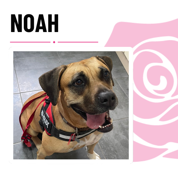 clínica veterinaria Pets N´Roses paciente Noah